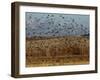 Yellow-Headed and Red-Winged Blackbirds in Refuge, Bosque Del Apache, New Mexico, USA-Diane Johnson-Framed Photographic Print