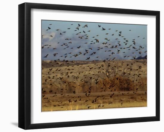 Yellow-Headed and Red-Winged Blackbirds in Refuge, Bosque Del Apache, New Mexico, USA-Diane Johnson-Framed Photographic Print