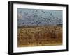 Yellow-Headed and Red-Winged Blackbirds in Refuge, Bosque Del Apache, New Mexico, USA-Diane Johnson-Framed Photographic Print