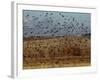 Yellow-Headed and Red-Winged Blackbirds in Refuge, Bosque Del Apache, New Mexico, USA-Diane Johnson-Framed Photographic Print