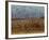 Yellow-Headed and Red-Winged Blackbirds in Refuge, Bosque Del Apache, New Mexico, USA-Diane Johnson-Framed Photographic Print