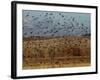 Yellow-Headed and Red-Winged Blackbirds in Refuge, Bosque Del Apache, New Mexico, USA-Diane Johnson-Framed Photographic Print