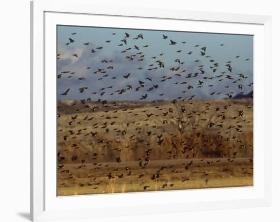 Yellow-Headed and Red-Winged Blackbirds in Refuge, Bosque Del Apache, New Mexico, USA-Diane Johnson-Framed Photographic Print