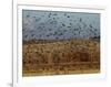 Yellow-Headed and Red-Winged Blackbirds in Refuge, Bosque Del Apache, New Mexico, USA-Diane Johnson-Framed Photographic Print