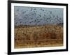 Yellow-Headed and Red-Winged Blackbirds in Refuge, Bosque Del Apache, New Mexico, USA-Diane Johnson-Framed Photographic Print