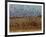 Yellow-Headed and Red-Winged Blackbirds in Refuge, Bosque Del Apache, New Mexico, USA-Diane Johnson-Framed Photographic Print