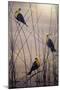 Yellow Headed B Birds-Jeff Tift-Mounted Giclee Print