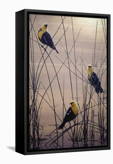 Yellow Headed B Birds-Jeff Tift-Framed Stretched Canvas