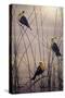 Yellow Headed B Birds-Jeff Tift-Stretched Canvas