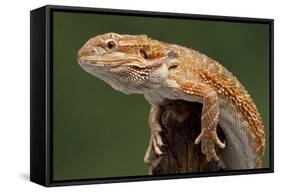 Yellow-Headed Bearded Dragon-null-Framed Stretched Canvas