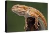 Yellow-Headed Bearded Dragon-null-Stretched Canvas