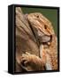 Yellow-Headed Bearded Dragon-null-Framed Stretched Canvas