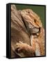 Yellow-Headed Bearded Dragon-null-Framed Stretched Canvas