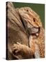 Yellow-Headed Bearded Dragon-null-Stretched Canvas