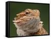 Yellow-Headed Bearded Dragon-null-Framed Stretched Canvas