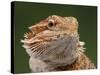 Yellow-Headed Bearded Dragon-null-Stretched Canvas