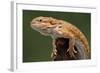 Yellow-Headed Bearded Dragon-null-Framed Photographic Print