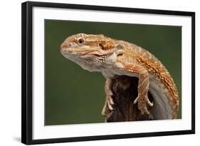 Yellow-Headed Bearded Dragon-null-Framed Photographic Print