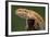 Yellow-Headed Bearded Dragon-null-Framed Photographic Print