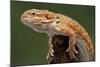 Yellow-Headed Bearded Dragon-null-Mounted Photographic Print