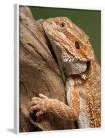 Yellow-Headed Bearded Dragon-null-Framed Photographic Print