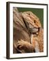 Yellow-Headed Bearded Dragon-null-Framed Photographic Print