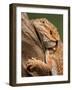 Yellow-Headed Bearded Dragon-null-Framed Photographic Print