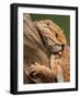 Yellow-Headed Bearded Dragon-null-Framed Photographic Print