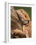 Yellow-Headed Bearded Dragon-null-Framed Photographic Print