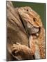 Yellow-Headed Bearded Dragon-null-Mounted Photographic Print