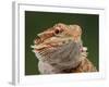 Yellow-Headed Bearded Dragon-null-Framed Photographic Print
