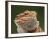 Yellow-Headed Bearded Dragon-null-Framed Photographic Print