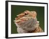 Yellow-Headed Bearded Dragon-null-Framed Photographic Print