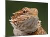 Yellow-Headed Bearded Dragon-null-Mounted Photographic Print