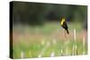 Yellow Headed Blackbird in the National Bison Range, Montana-James White-Stretched Canvas