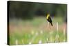 Yellow Headed Blackbird in the National Bison Range, Montana-James White-Stretched Canvas