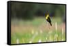 Yellow Headed Blackbird in the National Bison Range, Montana-James White-Framed Stretched Canvas