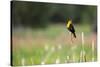 Yellow Headed Blackbird in the National Bison Range, Montana-James White-Stretched Canvas