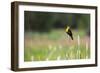 Yellow Headed Blackbird in the National Bison Range, Montana-James White-Framed Photographic Print