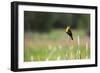 Yellow Headed Blackbird in the National Bison Range, Montana-James White-Framed Photographic Print