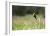 Yellow Headed Blackbird in the National Bison Range, Montana-James White-Framed Photographic Print