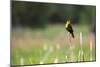 Yellow Headed Blackbird in the National Bison Range, Montana-James White-Mounted Photographic Print