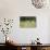 Yellow Headed Blackbird in the National Bison Range, Montana-James White-Photographic Print displayed on a wall