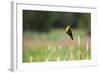 Yellow Headed Blackbird in the National Bison Range, Montana-James White-Framed Photographic Print