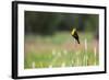 Yellow Headed Blackbird in the National Bison Range, Montana-James White-Framed Photographic Print