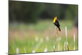 Yellow Headed Blackbird in the National Bison Range, Montana-James White-Mounted Photographic Print