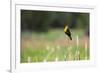 Yellow Headed Blackbird in the National Bison Range, Montana-James White-Framed Photographic Print