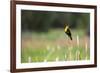 Yellow Headed Blackbird in the National Bison Range, Montana-James White-Framed Photographic Print