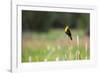 Yellow Headed Blackbird in the National Bison Range, Montana-James White-Framed Photographic Print