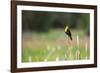 Yellow Headed Blackbird in the National Bison Range, Montana-James White-Framed Photographic Print